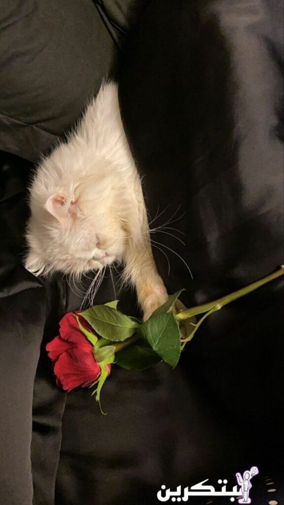 اجمل رمزيات خلفيات واتس اب بنات كيوت