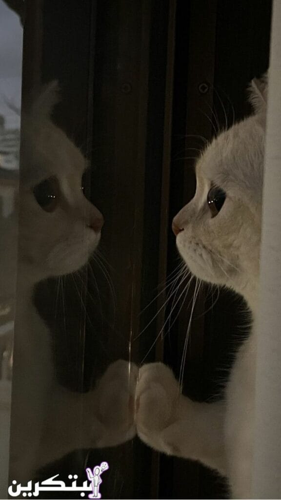 اجمل رمزيات خلفيات واتس اب بنات كيوت