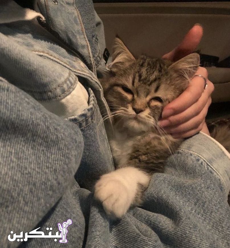 ستوريات بنات محجبات