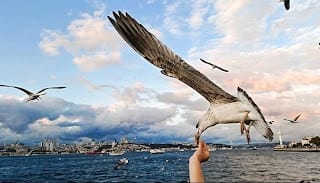 كيفية الاستفادة الكاملة من هاتف HONOR Magic7 Pro 2 image 3